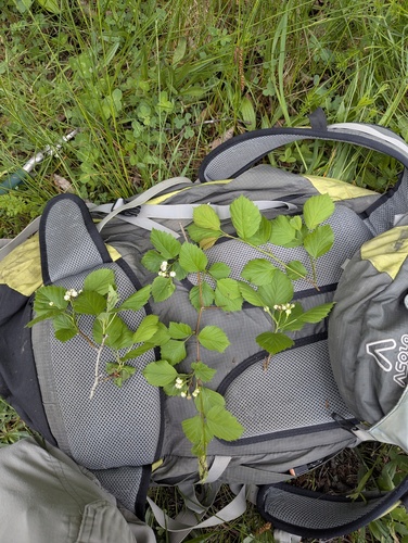 Crataegus scabrida, photograph 4