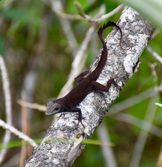 Anolis homolechis