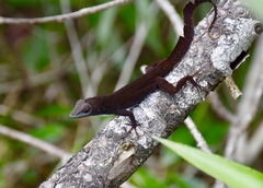 Anolis homolechis