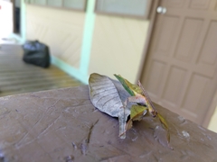 Pulchriphyllium fredkugani