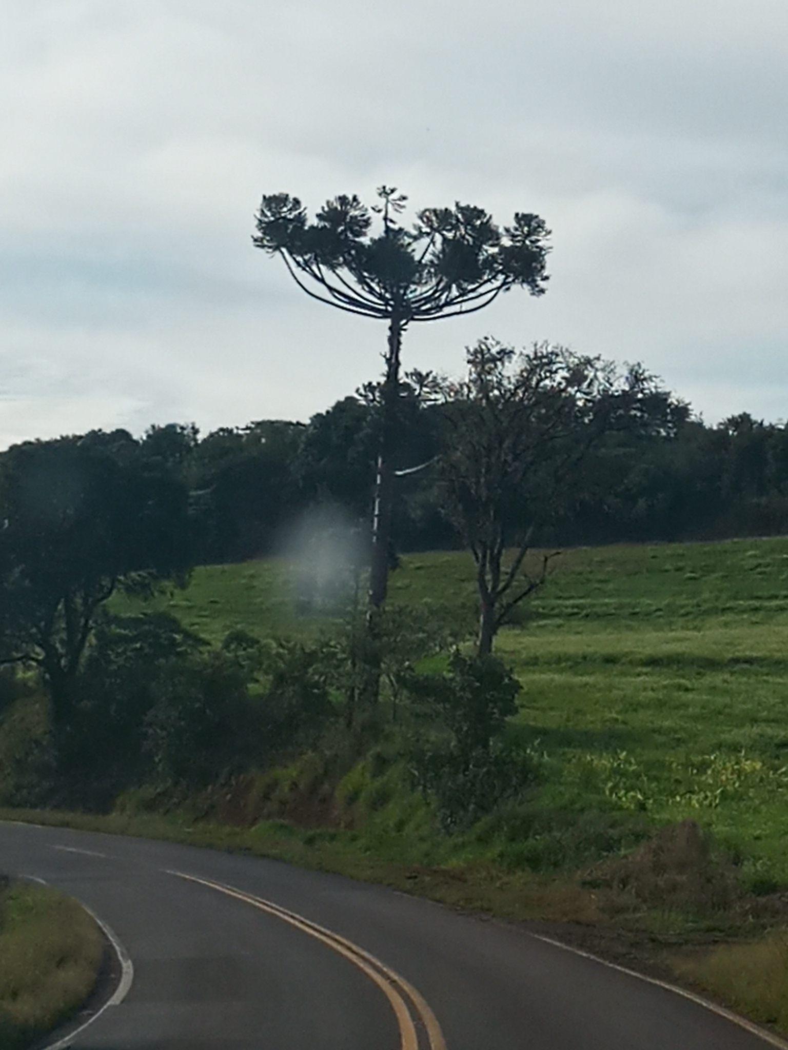 Araucaria angustifolia