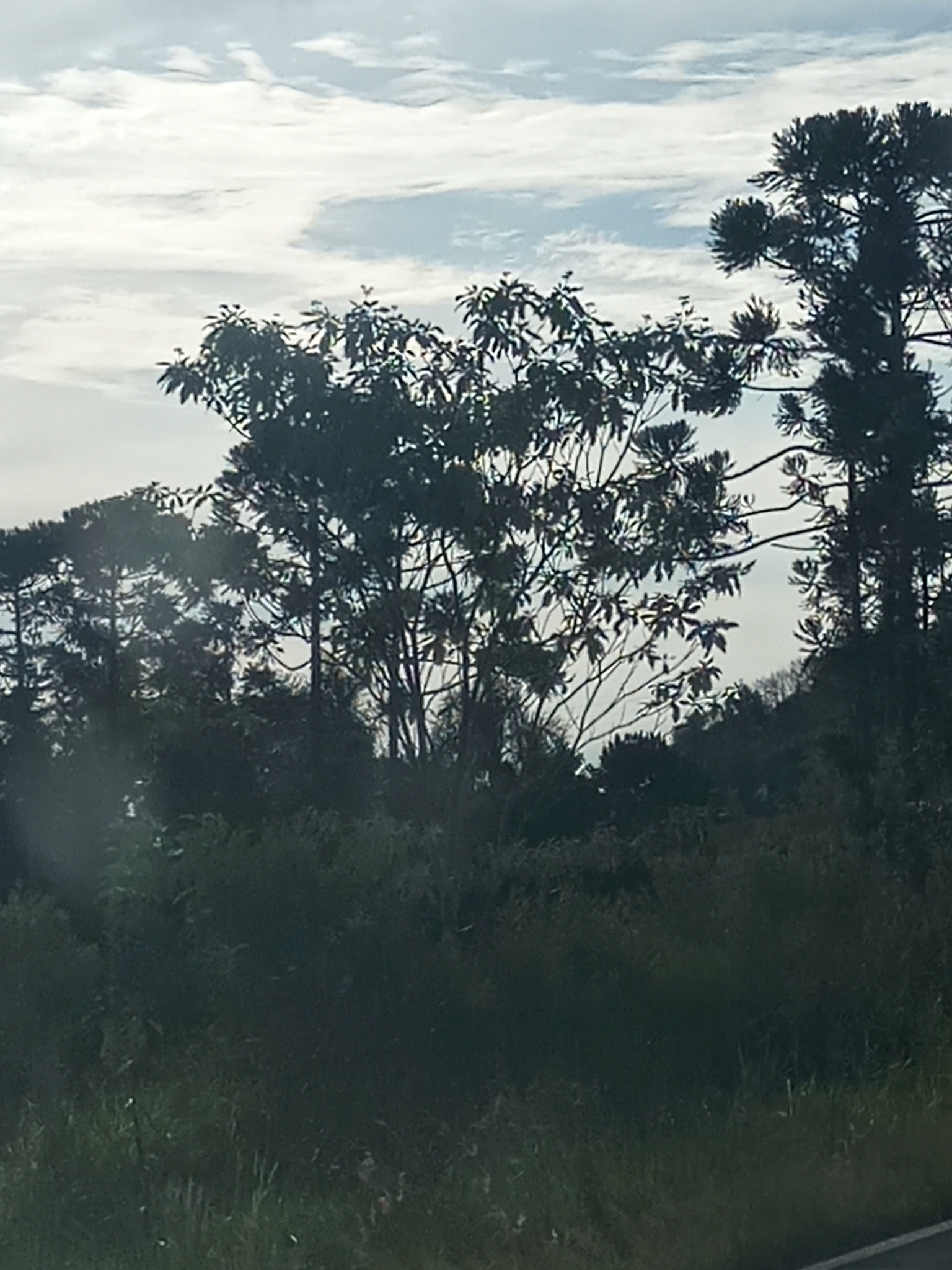 Araucaria angustifolia