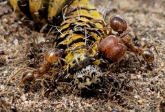 Pheidole obtusospinosa