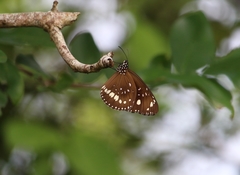 Euploea core haworthi