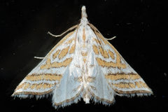 Leptosteges parthenialis