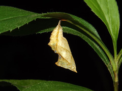 Polygonia comma