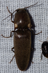 Deilelater physoderus