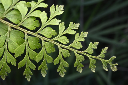 African Spleenwort