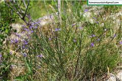 Polygala tenuifolia