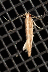 Pyroderces