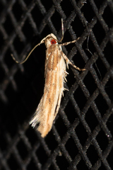 Pyroderces