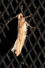 Pyroderces