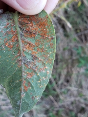 Coleosporium