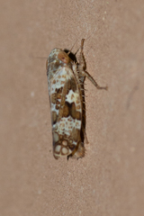 Sanctanus limicolus