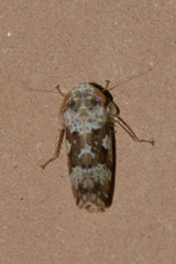 Sanctanus limicolus