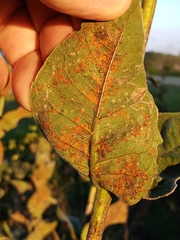 Coleosporium