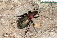 Carabus smaragdinus