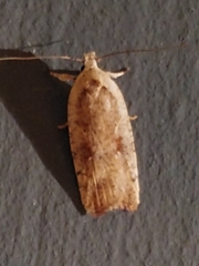 Agonopterix nervosa