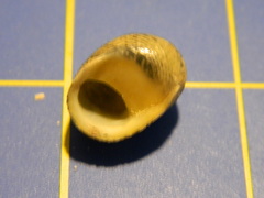 Nerita balteata