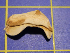 Acanthopleura gemmata