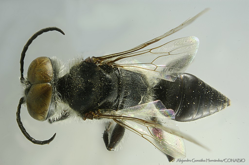 Astata evansi