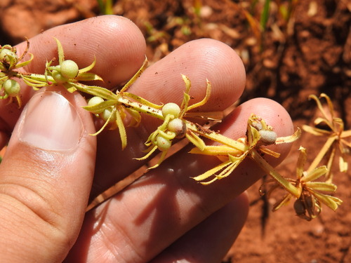 Galium tricornutum, photograph 6