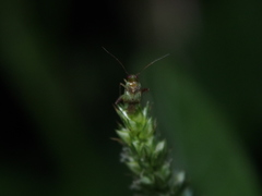 Anthophilolygus bakeri