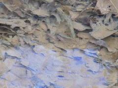 Notropis lutipinnis