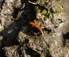 Tachypompilus unicolor