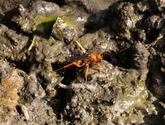 Tachypompilus unicolor