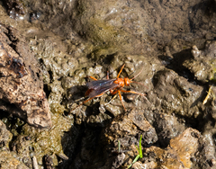 Tachypompilus unicolor