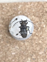 Prosoplus bankii