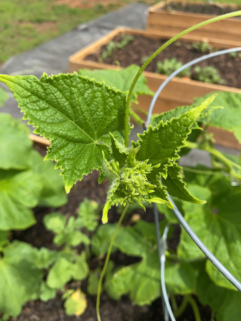 Cucumis sativus