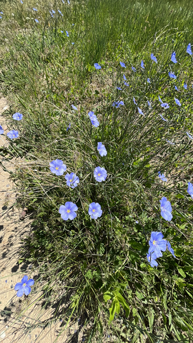 iNaturalist observation 2025-05-26