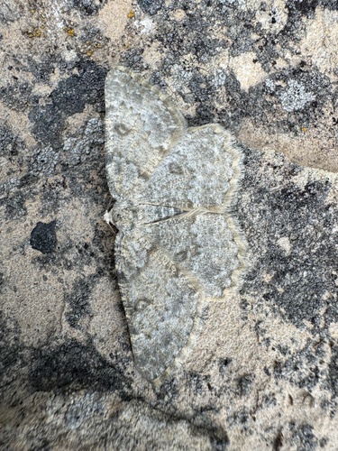 Gnophos difficilis