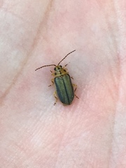 Xanthogaleruca luteola