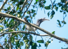 Indian Grey Hornbill photo 3