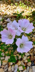 Malva weinmanniana