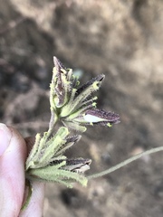 Cordylanthus rigidus setigerus