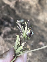 Cordylanthus rigidus setigerus