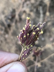 Cordylanthus rigidus setigerus