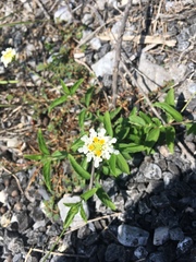 Lantana achyranthifolia