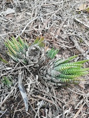 Haworthiopsis fasciata