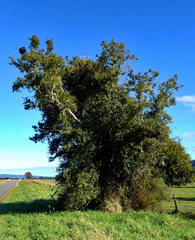 Podocarpus totara waihoensis