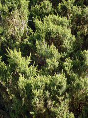 Podocarpus totara waihoensis