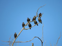 Sturnus vulgaris