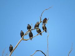Sturnus vulgaris