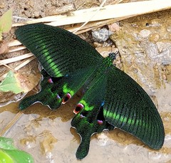 Papilio arcturus