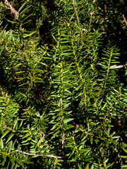 Podocarpus totara waihoensis