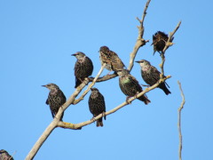 Sturnus vulgaris